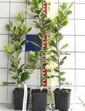 Ilex altacler golden gebraucht kaufen  Bad Bergzabern