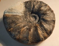 Ceratites spinosus berer gebraucht kaufen  Rinteln