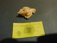 Coquillage ceratostoma foliatu d'occasion Coquillage ceratostoma foliatu d'occasion  Lambesc