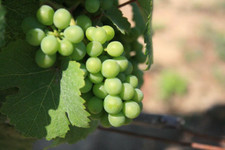 Niagara grape vines for sale  Rock Island