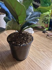 fig tree fiddle leaf for sale  Americus