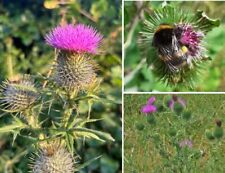 Scottish thistle onopordum for sale  BROCKENHURST