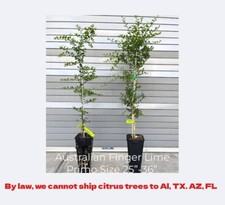 Australian finger lime for sale  Fort Mill