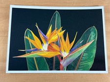Vintage postcard bird for sale  Portland
