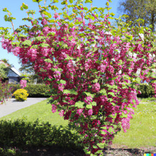 Red flowering currant for sale  Saint Augustine