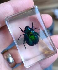 Real scarab beetle for sale  SOUTHEND-ON-SEA