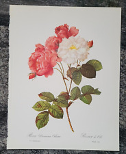 Rosa damascena celsiana for sale  Erie