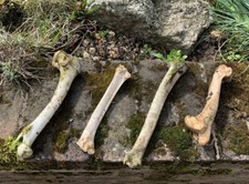 Real animal bones for sale  UK