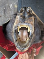 Black bear skin for sale  Lake Oswego