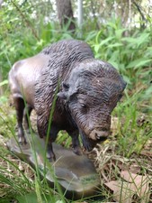 Majestic american bison for sale  Hopkinton