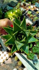 Aloe polyphylla spiralis usato  Floridia