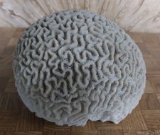 Brain coral ivory for sale  Point