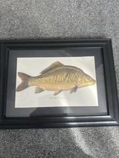 Vintage carp print for sale  BRENTWOOD