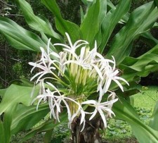 Queen crinum lily for sale  Fort Pierce