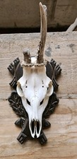Rehbock trophäe abnorm gebraucht kaufen  Ohrdruf