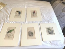 Antique print jardine for sale  STAFFORD