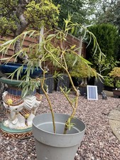 Bonsai weeping willow for sale  STONE