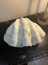 9,6 lb concha de amêijoa natural gigante Tridacna Gigas 14” x 9” x 5,5” comprar usado  Enviando para Brazil