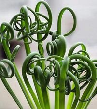 Albuca spiralis albuca d'occasion  Expédié en France