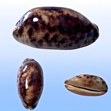 Cypraea testudinaria ingens usato  Roma