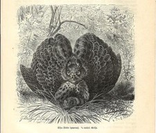 Stampa antica uccello usato  Lecco