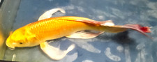 Butterfly yambuki ogon for sale  Long Beach