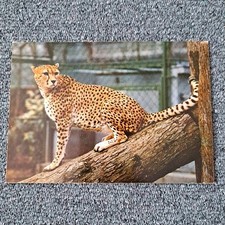 Tier karte gepard gebraucht kaufen  Hamburg