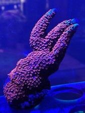 Red montipora digitata for sale  REDRUTH