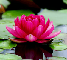 Lotus colorful water for sale  Marietta
