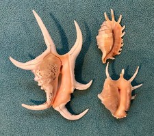 Spider conch shells for sale  La Mesa