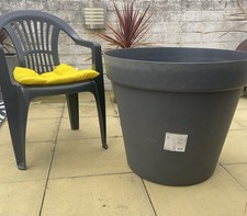 150l large tree for sale  SOUTHAMPTON
