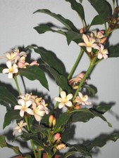 African gardenia plant for sale  Danielson