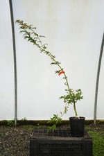 Acer palmatum ukigumo for sale  Hendersonville