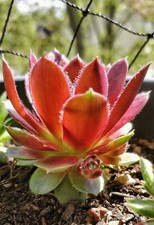 Sempervivum tudor rose gebraucht kaufen  Göttingen