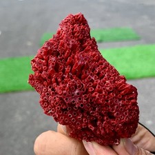 Grappolo barriera corallina usato  Spedire a Italy