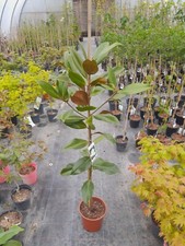 Magnolia grandiflora ferrugine gebraucht kaufen  Dillingen a.d.Donau