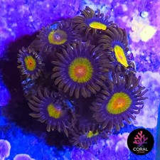 Large tutti fruity for sale  STOCKPORT