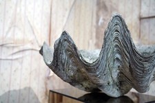 Antique large natural for sale  OLNEY