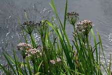Butomus umbellatus marginal for sale  MARKET RASEN