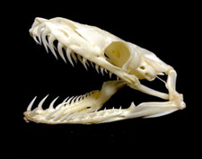 Snake skull. real for sale  PORT TALBOT