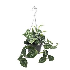 Scindapsus pictus argyraeus for sale  CREDITON