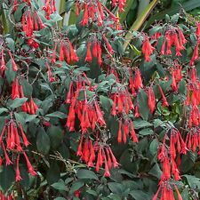 Fuchsia gartenmeister triphyll for sale  BELLSHILL