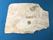 Fossilized fish collection d'occasion  Expédié en Belgium