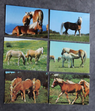 Postkarten haflinger pferd gebraucht kaufen  Limburg a. d. Lahn