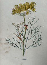Fennel botanical print for sale Fennel botanical print for sale  TORRINGTON