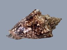 Volutidae voluta ebraea usato  Roma