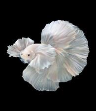 Super white dumbo for sale  San Diego