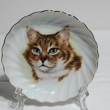 Norcrest cat maine for sale  Cincinnati