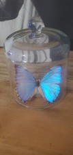 Morpho cloche d'occasion  Couëron