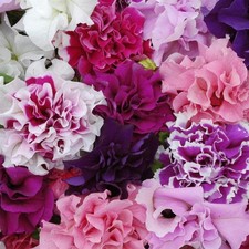 Perfect plants petunia for sale  HAILSHAM